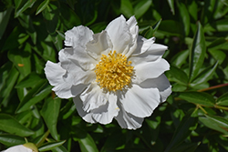 Krinkled White Peony (Paeonia 'Krinkled White') at Make It Green Garden Centre