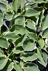 Orion's Belt Hosta (Hosta 'Orion's Belt') at Make It Green Garden Centre