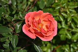 Coral Knock Out Rose (Rosa 'Radral') at Make It Green Garden Centre