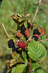 Arapaho Blackberry (Rubus 'Arapaho') at Make It Green Garden Centre