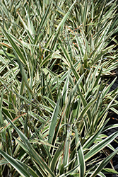 Variegated Flax Lily (Dianella tasmanica 'Variegata') at Make It Green Garden Centre