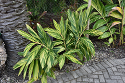 Variegated Shell Ginger (Alpinia zerumbet 'Variegata') at Make It Green Garden Centre