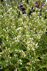 Sweetleaf (Stevia rebaudiana) at Make It Green Garden Centre