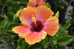 Fiesta Hibiscus (Hibiscus rosa-sinensis 'Fiesta') at Make It Green Garden Centre