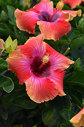 Fiesta Hibiscus (Hibiscus rosa-sinensis 'Fiesta') at Make It Green Garden Centre