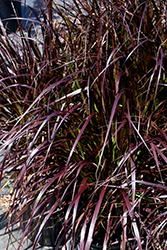 Purple Fountain Grass (Pennisetum setaceum 'Rubrum') at Make It Green Garden Centre