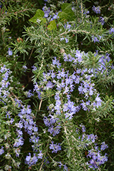 Trailing Rosemary (Rosmarinus officinalis 'Prostratus') at Make It Green Garden Centre