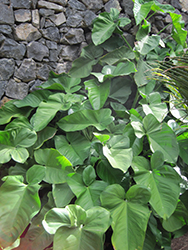 Arrowhead Vine (Syngonium chiapense) at Make It Green Garden Centre
