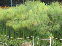 Papyrus (Cyperus papyrus) at Make It Green Garden Centre