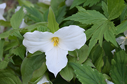 Great White Trillium (Trillium grandiflorum) at Make It Green Garden Centre