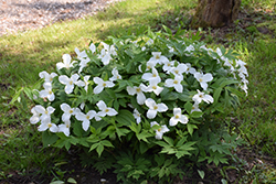 Great White Trillium (Trillium grandiflorum) at Make It Green Garden Centre
