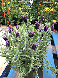 Spanish Lavender (Lavandula stoechas) at Make It Green Garden Centre