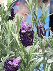 Spanish Lavender (Lavandula stoechas) at Make It Green Garden Centre