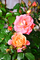 Peach Drift Rose (Rosa 'Meiggili') at Make It Green Garden Centre