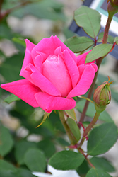 Pink Double Knock Out Rose (Rosa 'Radtkopink') at Make It Green Garden Centre