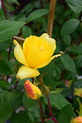 Golden Showers Rose (Rosa 'Golden Showers') at Make It Green Garden Centre