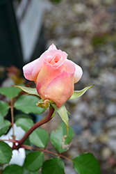 Abraham Darby Rose (Rosa 'Abraham Darby') at Lurvey Garden Center