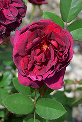 Darcey Bussell Rose (Rosa 'Darcey Bussell') at Make It Green Garden Centre