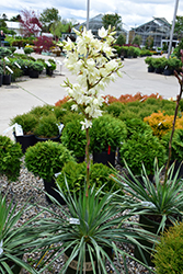 Ivory Tower Adam's Needle (Yucca filamentosa 'Ivory Tower') at Make It Green Garden Centre