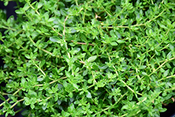 Rupturewort (Herniaria glabra) at Make It Green Garden Centre
