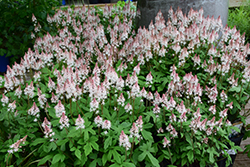 Spring Symphony Foamflower (Tiarella 'Spring Symphony') at Make It Green Garden Centre