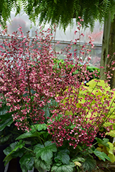 Berry Timeless Coral Bells (Heuchera 'Berry Timeless') at Make It Green Garden Centre
