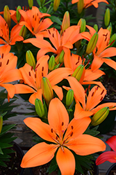 Matrix Orange Lily (Lilium 'Matrix Orange') at Make It Green Garden Centre