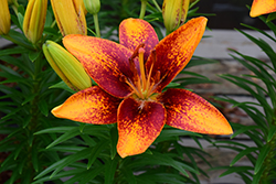 Lily Looks Tiny Orange Sensation Lily (Lilium 'Tiny Orange Sensation') at Make It Green Garden Centre