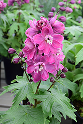 Delphina Rose White Bee Larkspur (Delphinium 'Delphina Rose White Bee') at Make It Green Garden Centre