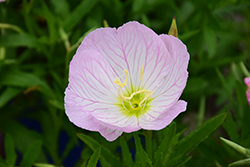 Siskiyou Mexican Evening Primrose (Oenothera berlandieri 'Siskiyou') at Lurvey Garden Center