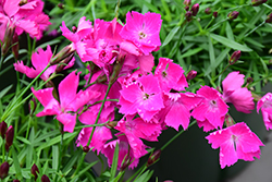 Beauties Kahori Pinks (Dianthus 'Kahori') at Make It Green Garden Centre