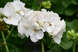 Americana White Geranium (Pelargonium 'Americana White') at Make It Green Garden Centre