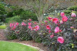 Summerific Evening Rose Hibiscus (Hibiscus 'Evening Rose') at Make It Green Garden Centre