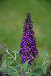 Monarch Dark Dynasty Butterfly Bush (Buddleia 'Dark Dynasty') at Lurvey Garden Center