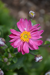 Curtain Call Pink Anemone (Anemone 'Curtain Call Pink') at Lurvey Garden Center