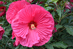 Summer In Paradise Hibiscus (Hibiscus 'Summer In Paradise') at Make It Green Garden Centre