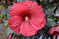 Summerific Holy Grail Hibiscus (Hibiscus 'Holy Grail') at Make It Green Garden Centre
