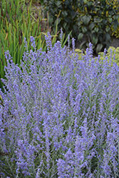 Blue Jean Baby Russian Sage (Perovskia atriplicifolia 'Blue Jean Baby') at Make It Green Garden Centre