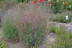 Cheyenne Sky Switch Grass (Panicum virgatum 'Cheyenne Sky') at Make It Green Garden Centre