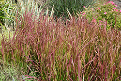 Red Baron Japanese Blood Grass (Imperata cylindrica 'Red Baron') at Make It Green Garden Centre