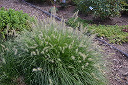 Little Bunny Dwarf Fountain Grass (Pennisetum alopecuroides 'Little Bunny') at Make It Green Garden Centre
