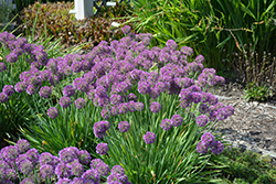 Lavender Bubbles Ornamental Onion (Allium 'Lavender Bubbles') at Make It Green Garden Centre