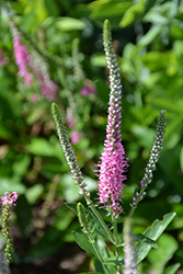 Perfectly Picasso Speedwell (Veronica 'Perfectly Picasso') at Make It Green Garden Centre