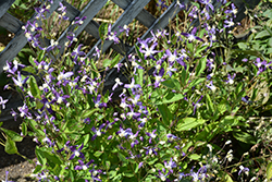Violet Stardust Bush Clematis (Clematis 'Violet Stardust') at Make It Green Garden Centre