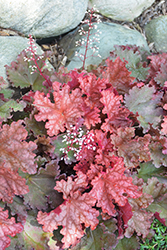 Peachberry Ice Coral Bells (Heuchera 'Peachberry Ice') at Make It Green Garden Centre