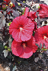Summerific Holy Grail Hibiscus (Hibiscus 'Holy Grail') at Make It Green Garden Centre