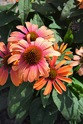 Color Coded Orange You Awesome Coneflower (Echinacea 'Orange You Awesome') at Make It Green Garden Centre