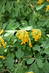 Golden Corydalis (Corydalis lutea) at Lurvey Garden Center