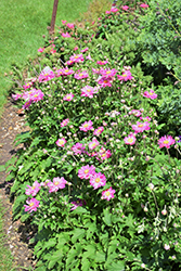 Curtain Call Pink Anemone (Anemone 'Curtain Call Pink') at Lurvey Garden Center