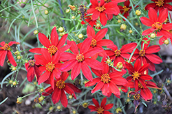 Sizzle And Spice Hot Paprika Tickseed (Coreopsis verticillata 'Hot Paprika') at Make It Green Garden Centre